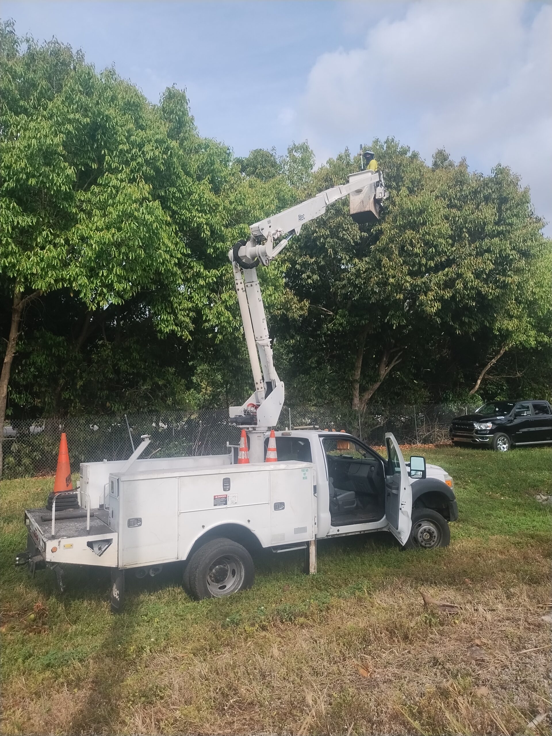 Marciano Landscaping bucket truck raised into a tree canopy on a South Florida job site