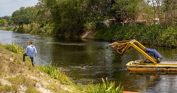 Aquatic harvester boat pulling weed growth from a canal while a crew member works the bank
