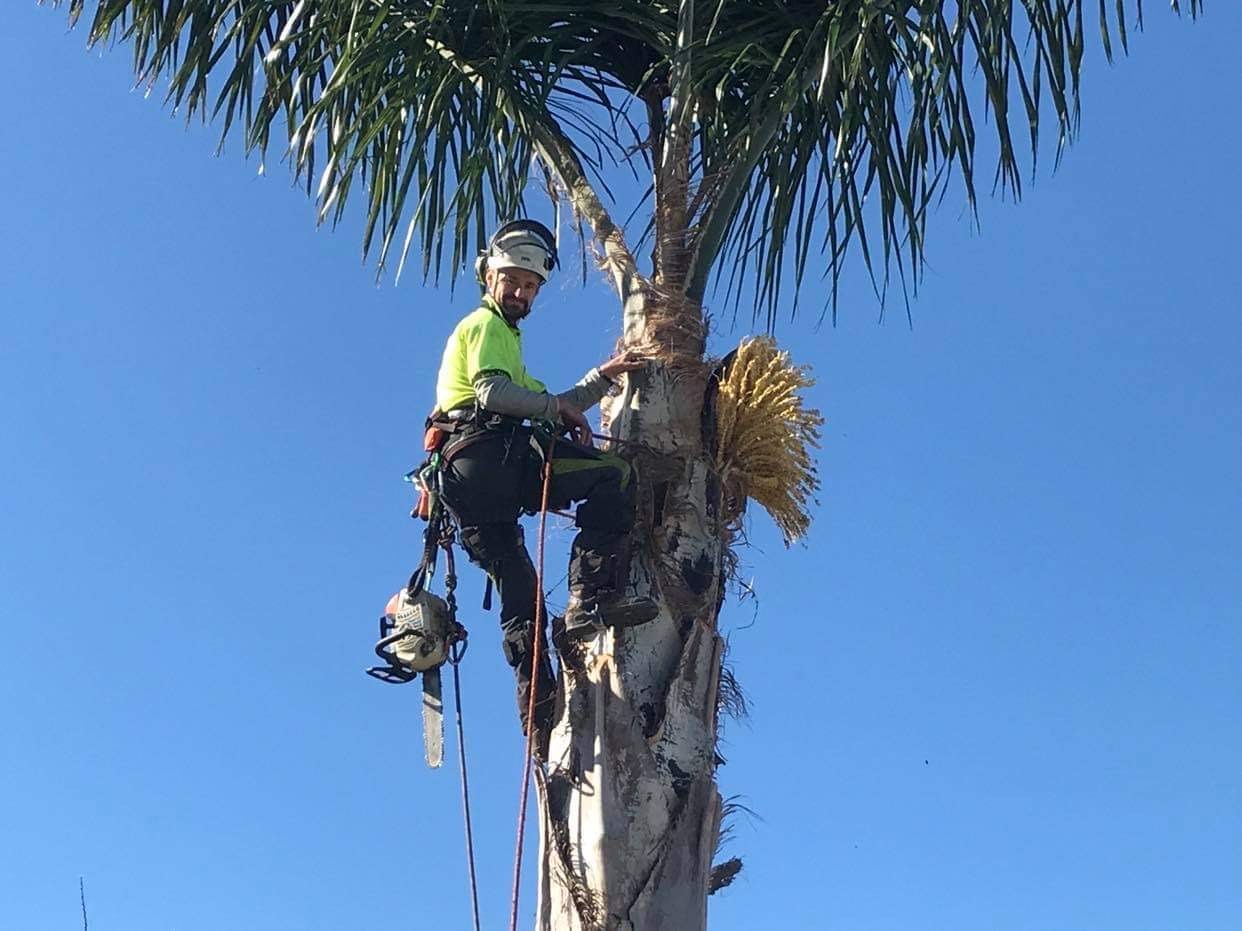 Marciano Landscaping climber roped into a palm trimming fronds with a chainsaw