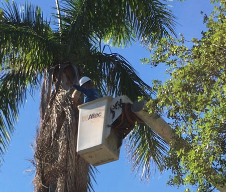 Marciano Landscaping crew at work in South Florida