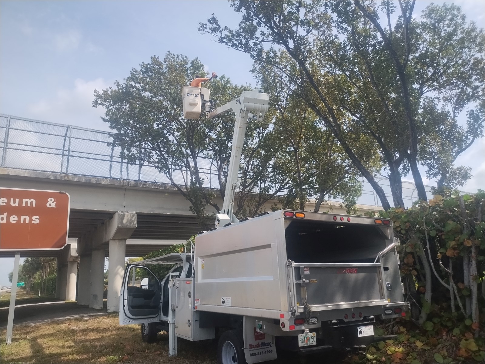 Crew member trimming a tree canopy
